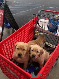 Photo №1. labrador retriever - à vendre en ville de Berlin | 700€ | Annonce №157246