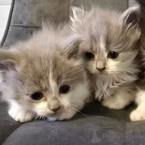 Photo №1. ragdoll - à vendre en ville de Murnau Am Staffelsee | 380€ | Annonce № 167276