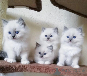 Photo №1. ragdoll - à vendre en ville de Charleroi | Gratuit | Annonce № 129691