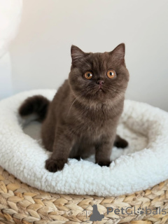 Photo №1. british shorthair - à vendre en ville de Berlin | 550€ | Annonce № 165154