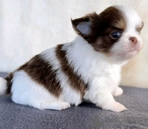 Photo №4. Je vais vendre chihuahua en ville de Есна. éleveur - prix - 400€