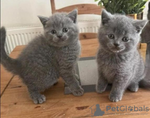 Photo №1. british shorthair - à vendre en ville de Pforzheim | 350€ | Annonce № 108601