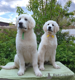 Photo №2 de l'annonce № 99715 de la vente tchouvatch slovaque - acheter à Fédération de Russie annonce privée