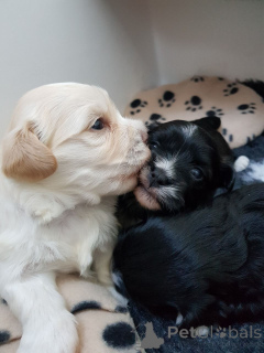Photo №2 de l'annonce № 173376 de la vente bichon havanais - acheter à Georgia annonce privée