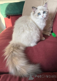 Photo №3. C'est un gentil garçon. Irlande