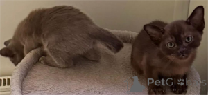 Photo №1. sacré de birmanie - à vendre en ville de Amstetten | 350€ | Annonce № 151628