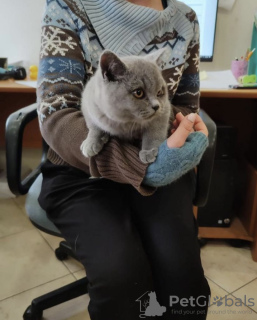 Photos supplémentaires: chaton british shorthair