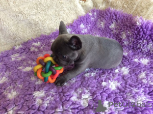 Photo №1. bouledogue - à vendre en ville de Elsenheim | négocié | Annonce №168298