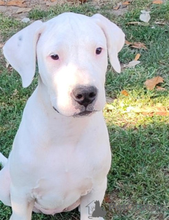 Photos supplémentaires: Chiots Dogue Argentin