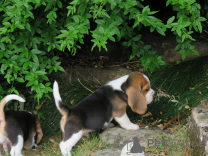 Photo №4. Je vais vendre beagle en ville de Helsinki.  - prix - 284€