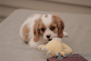 Photo №1. cavalier king charles spaniel - à vendre en ville de Wyoming | négocié | Annonce №110071