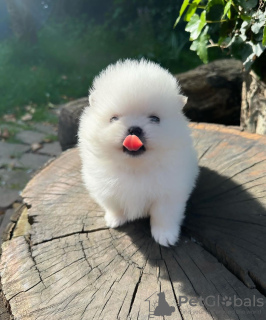 Photo №1. caniche (jouet) - à vendre en ville de Helsinki | négocié | Annonce №118950