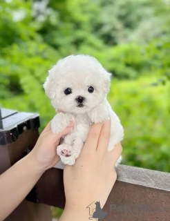 Photo №3. Malteserwelpen (Teacup-Welpen) pour l'adoption. Pologne