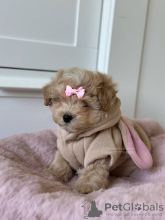 Photos supplémentaires: Maltipoo F1