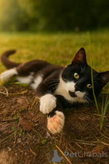 Photo №2 de l'annonce № 147520 de la vente  - acheter à Fédération de Russie annonce privée