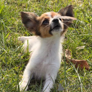 Photo №1. papillon - à vendre en ville de Berlin | 500€ | Annonce №178727