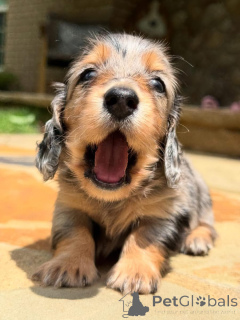 Photo №3. Chiots teckels à adopter. Suisse