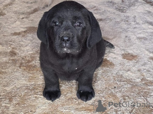 Photo №3. Chiots Labrador Retriever d'ascendance championne. Serbie