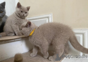 Photo №1. british shorthair - à vendre en ville de Luxembourg | Gratuit | Annonce № 165310