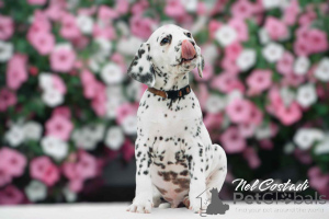 Photo №2 de l'annonce № 145969 de la vente dalmatien - acheter à Estonie éleveur