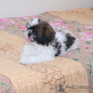 Photo №3. Shih Tzu. USA