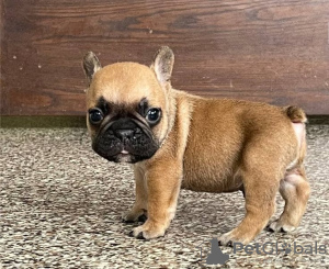 Photo №2 de l'annonce № 19435 de la vente bouledogue - acheter à Suisse éleveur