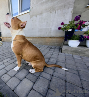 Photo №1. american staffordshire terrier - à vendre en ville de Saint-Pétersbourg | 431€ | Annonce №60154