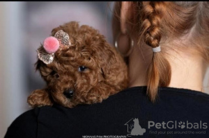 Photo №1. caniche (jouet) - à vendre en ville de Бачка-Паланка | négocié | Annonce №119902