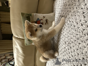 Photo №1. akita (chien) - à vendre en ville de Ufa | 616€ | Annonce №39510