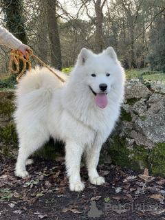 Photos supplémentaires: BÉBÉS SAMOYEDE LOF - 2 MÂLES NÉS LE 6/4/23