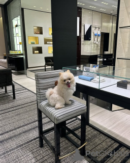 Photo №3. Pomérane formé des toilettes. Belgique