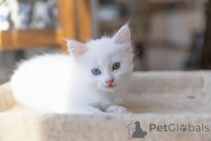 Photo №1. angora turc - à vendre en ville de Mühldorf | 350€ | Annonce № 173539