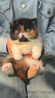Photo №1. exotic shorthair - à vendre en ville de Anvers | 500€ | Annonce № 172705