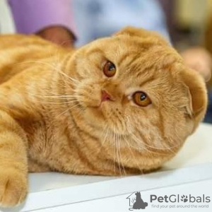 Photo №4. Je vais vendre highland-straights en ville de Дусснанг. de la fourrière - prix - 1000€