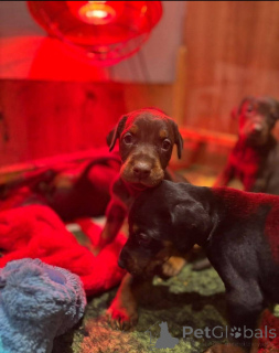 Photo №2 de l'annonce № 138805 de la vente chien bâtard - acheter à La Grande-Bretagne éleveur