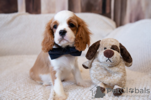 Photo №3. Chiots Cavalier King Charles Spaniel. Estonie