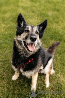 Photo №2 de l'annonce № 154085 de la vente chien bâtard - acheter à Fédération de Russie annonce privée
