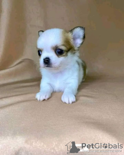 Photo №1. chihuahua - à vendre en ville de Södertälje | 400€ | Annonce №126616