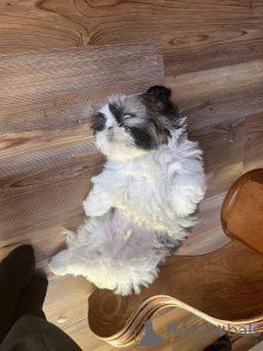 Photo №3. Chiot shihtzu. USA