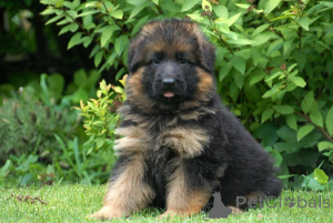 Photo №1. berger allemand - à vendre en ville de Essinggen | 450€ | Annonce №169442