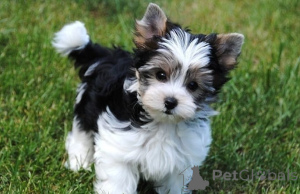 Photo №1. biewer yorkshire terrier - à vendre en ville de Liverpool | négocié | Annonce №159958