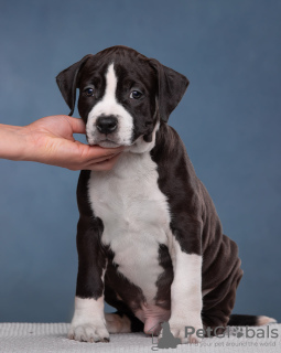 Photo №2 de l'annonce № 105667 de la vente american staffordshire terrier - acheter à Fédération de Russie annonce privée, de la fourrière