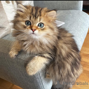 Photo №1.  - à vendre en ville de Madrid | Gratuit | Annonce № 162281