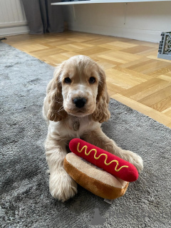 Photo №1. cocker américain - à vendre en ville de Ansubrg | 533€ | Annonce №159409