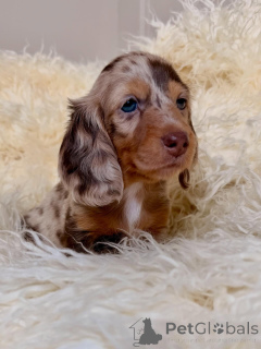 Photo №3. Prêt pour l'expédition et le ramassage. Intrépide, drôle et plein de charme.. La finlande