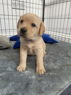 Photo №1. labrador retriever - à vendre en ville de Beverley | 568€ | Annonce №111706