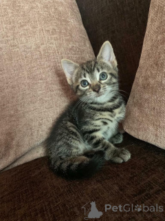 Photo №2 de l'annonce № 135494 de la vente  - acheter à USA annonce privée