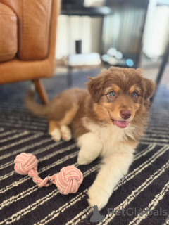 Photo №1. berger australien - à vendre en ville de Groningen | négocié | Annonce №167037