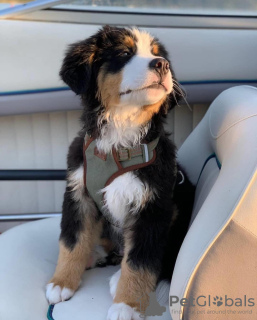 Photo №3. Wunderbare Berner Sennenhund-Welpen. Allemagne