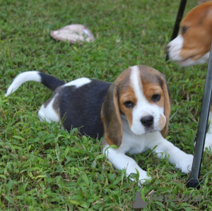 Photo №3. Beaux chiots Beagle. Allemagne